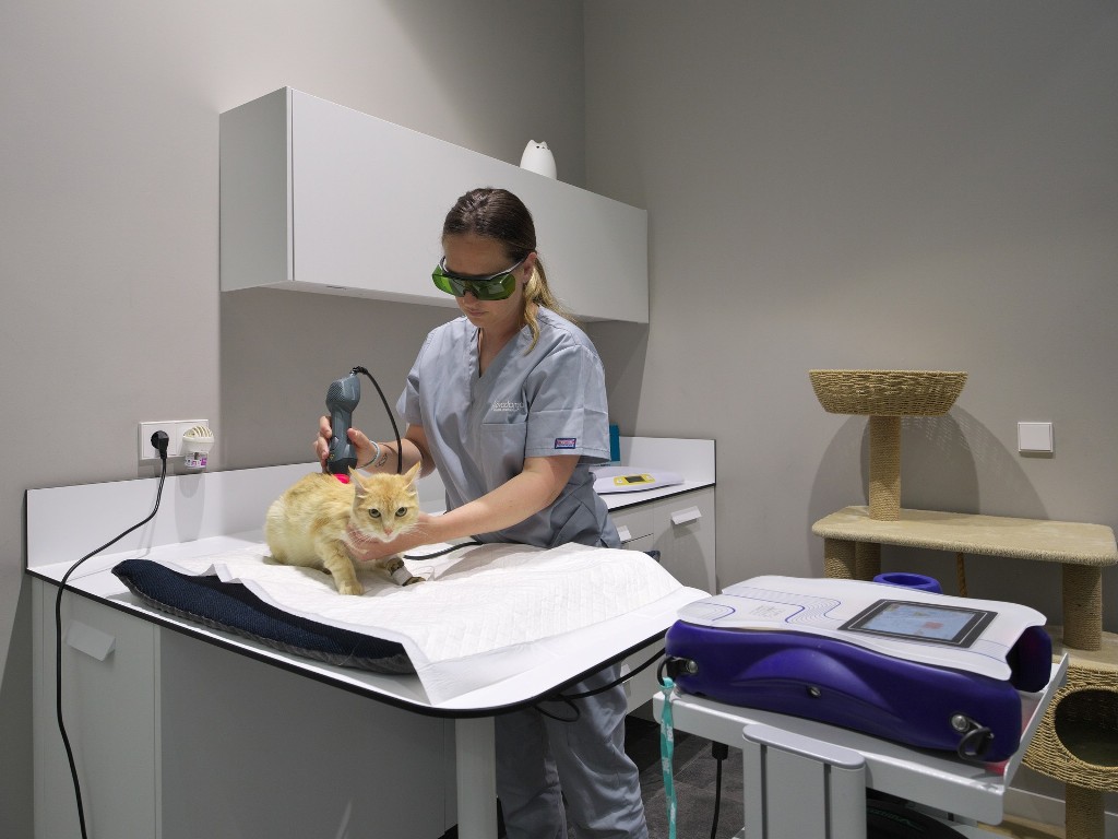 rehabilitacin con laser en animales, asturias