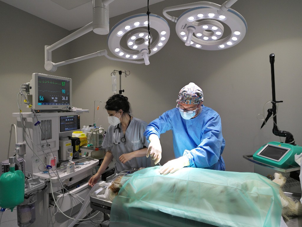 quirfano veterinaria en Villaviciosa asturias