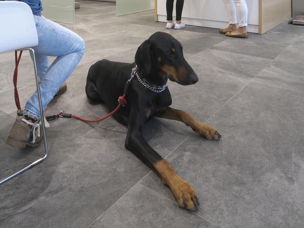 Clnica Veterinaria Covadonga en Villaviciosa Asturias