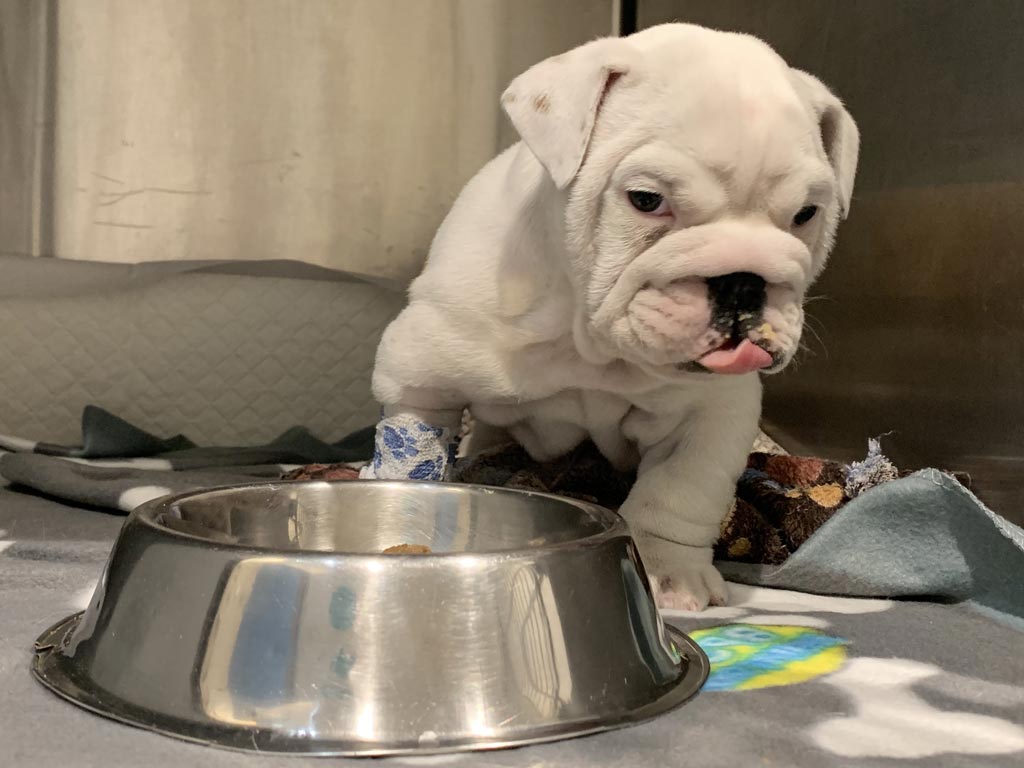 El cachorro de bulldog tras ciruga - Clnica Veterinaria Covadonga, Villaviciosa - Asturias