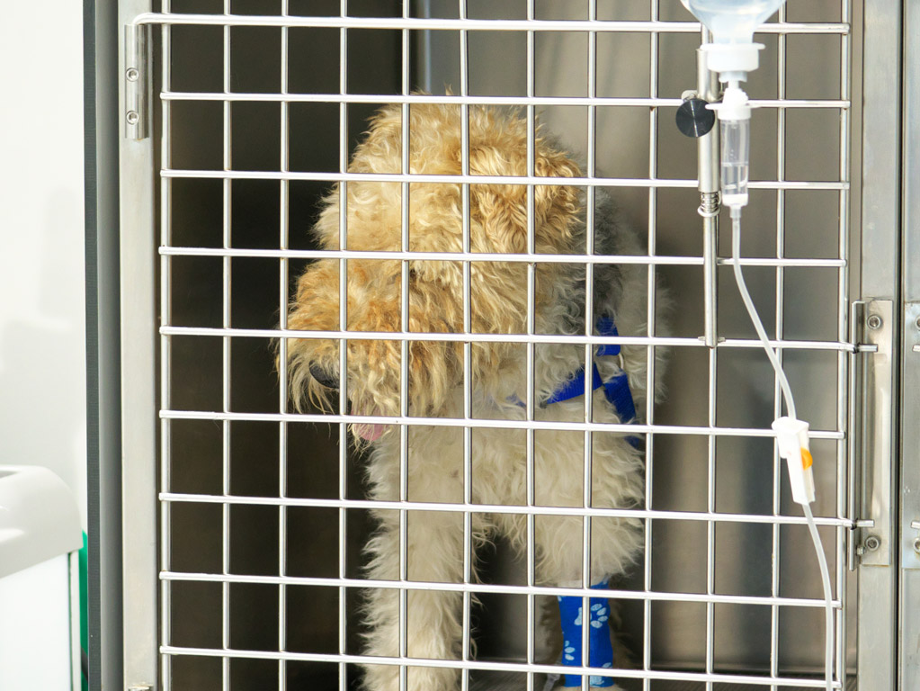 Hospitalizacin canina Clnica Veterinaria Covadonga