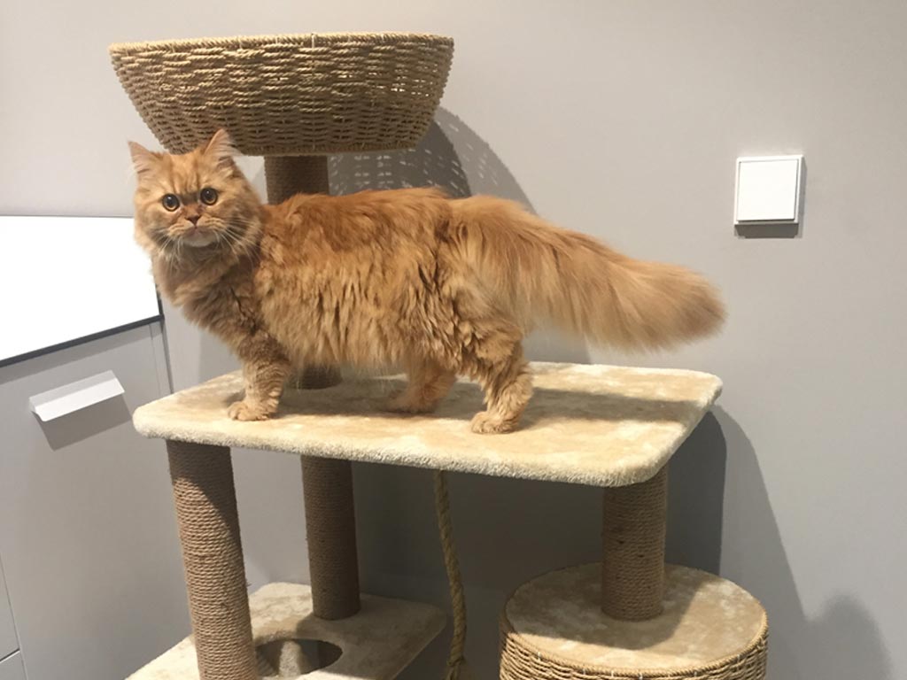 Lion - Clnica Veterinaria Covadonga, Villaviciosa - Asturias