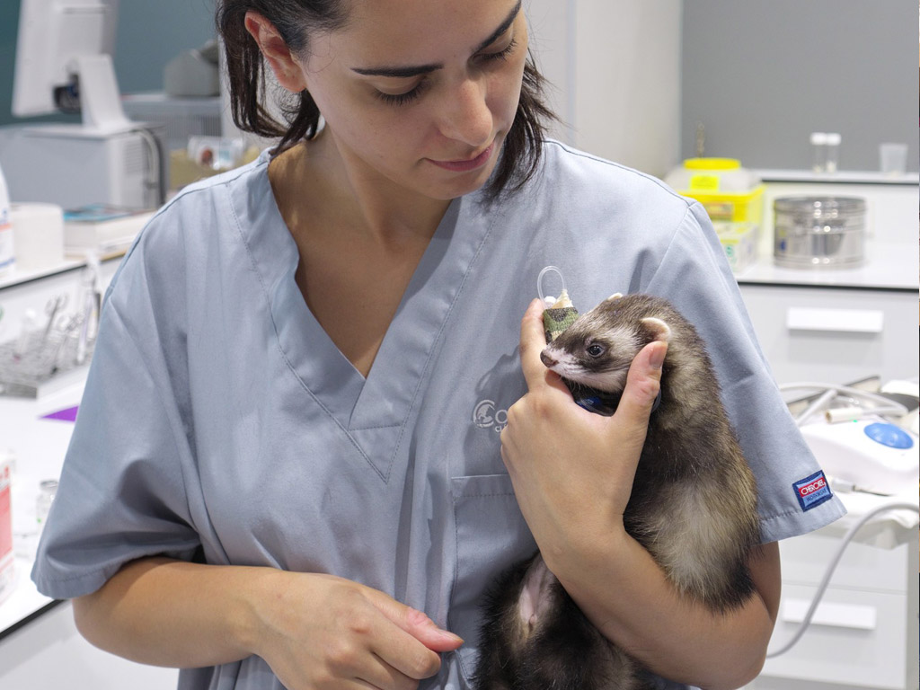 hurn clinica veterinaria