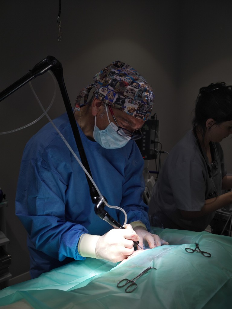 ciruja laser en animales, clinca veterinaria en asturias