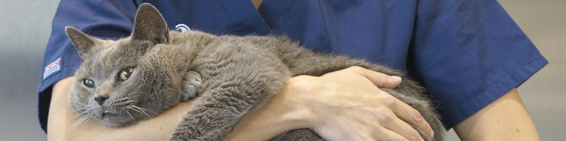 clinica amigable con los gatos