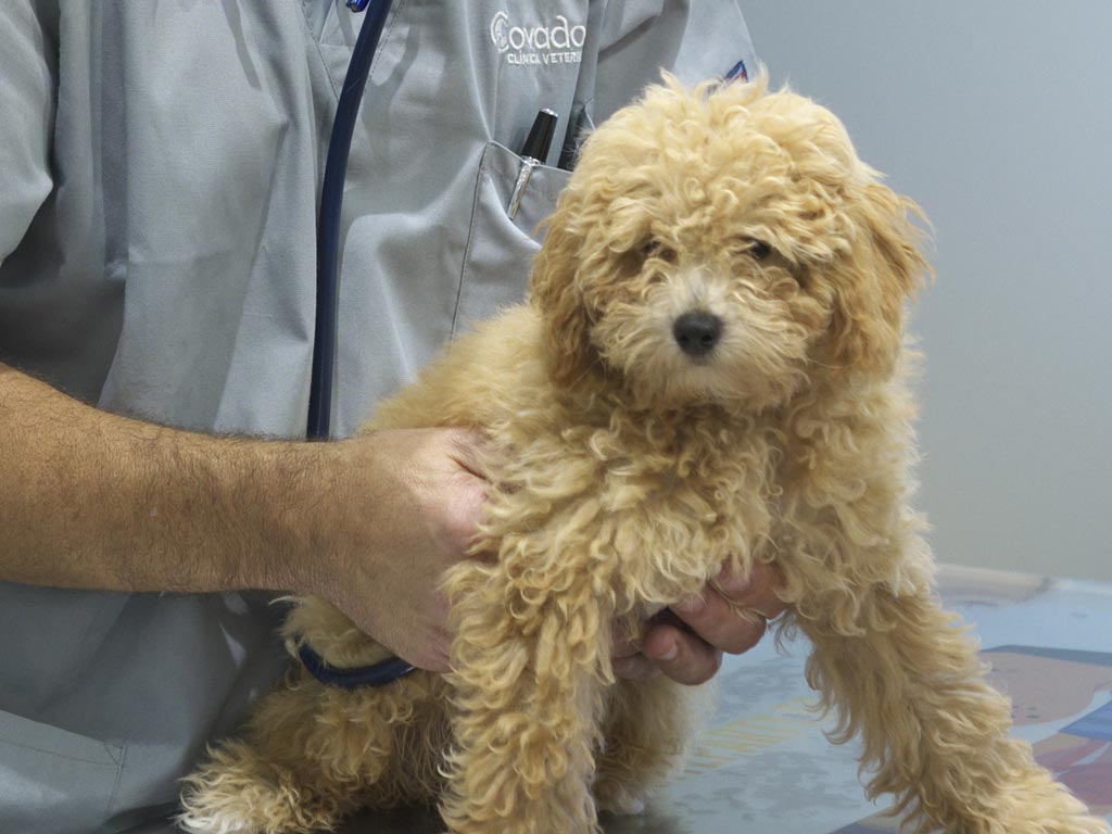 Coco  - Clnica Veterinaria Covadonga, Villaviciosa - Asturias