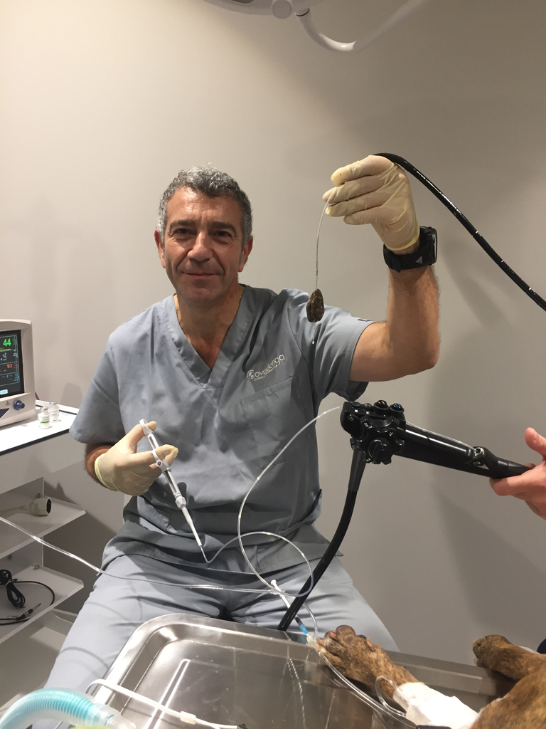 Endoscopia Clnica Veterinaria Covadonga, Villaviciosa - Asturias