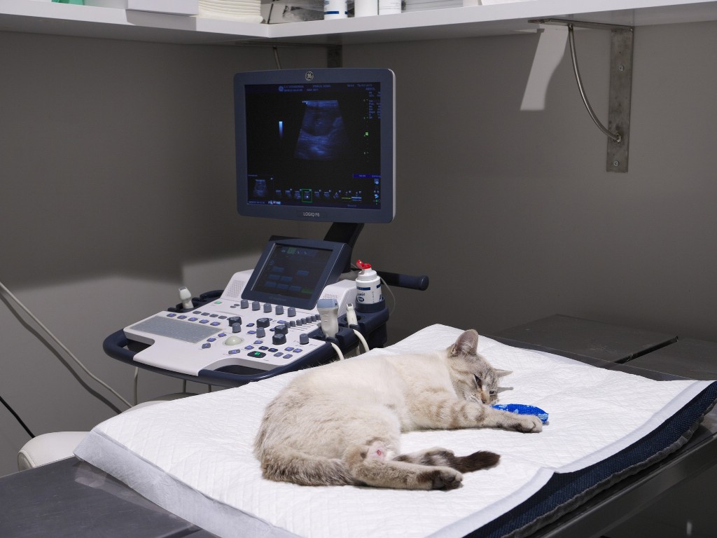 Clinica veterinara en Asturias con urgencias