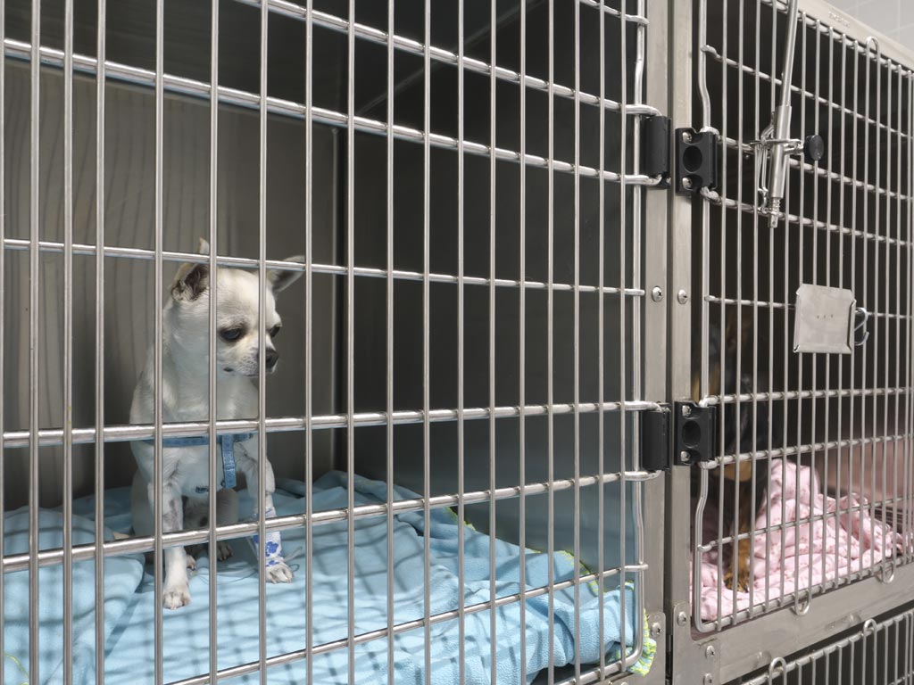 Hospitalizacin Clnica Veterinaria Covadonga, Villaviciosa - Asturias