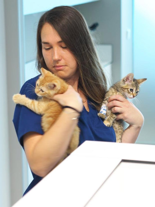 Isa Clnica Veterinaria Covadonga