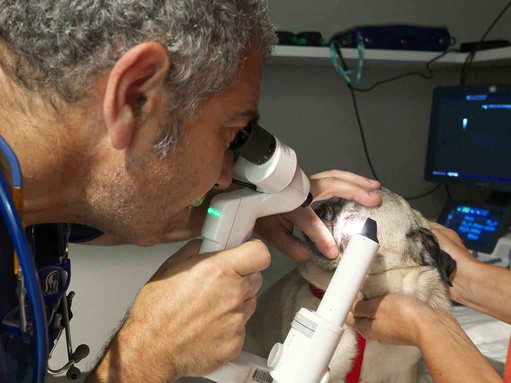 Oftalmologa Clnica Veterinaria Covadonga, Villaviciosa - Asturias