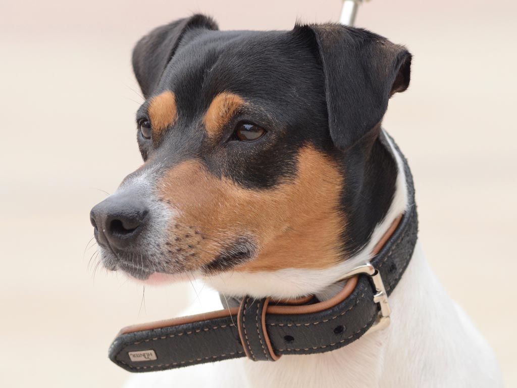 Ozu - Clnica Veterinaria Covadonga, Villaviciosa - Asturias