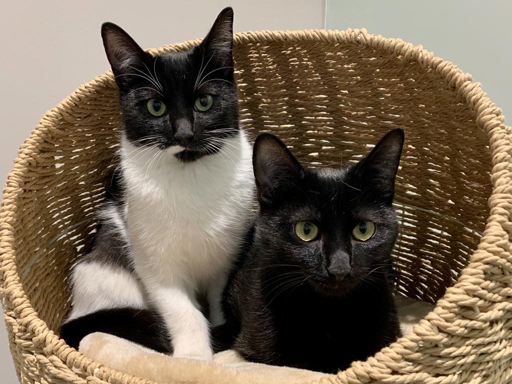 Pintina y Negrina  - Clnica Veterinaria Covadonga, Villaviciosa - Asturias