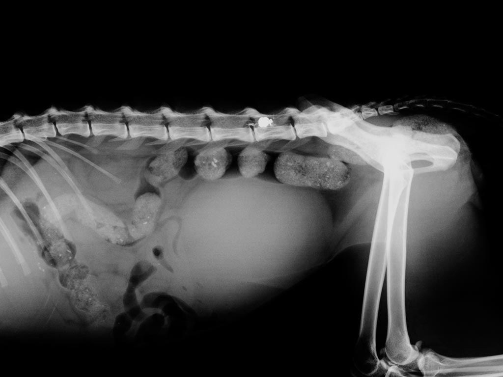 Radiologa digital Clnica Veterinaria Covadonga, Villaviciosa - Asturias