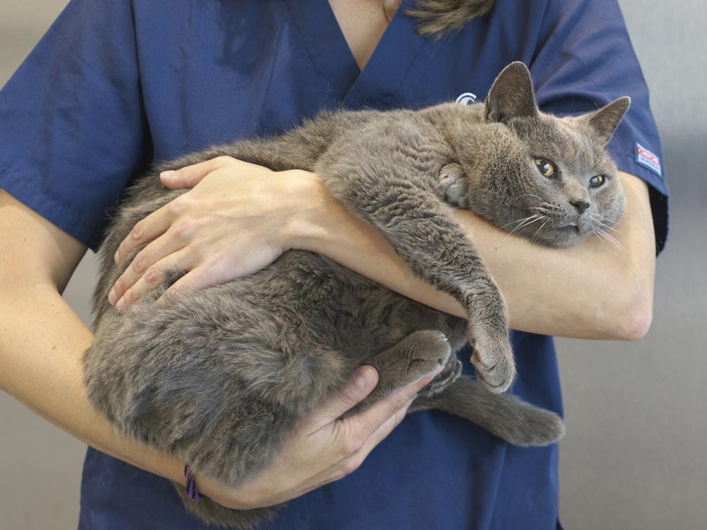 Risto  - Clnica Veterinaria Covadonga, Villaviciosa - Asturias