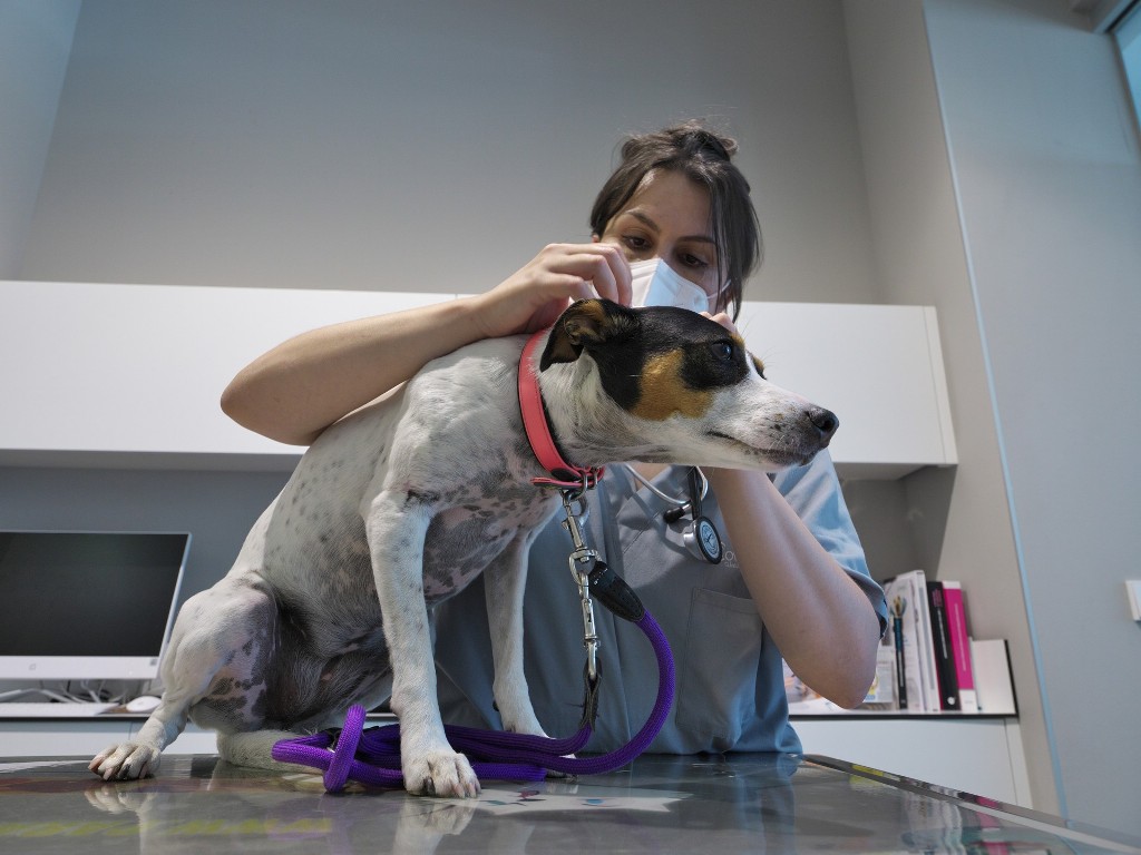 Dermatologa en animales veterinario en asturias villaviciosa