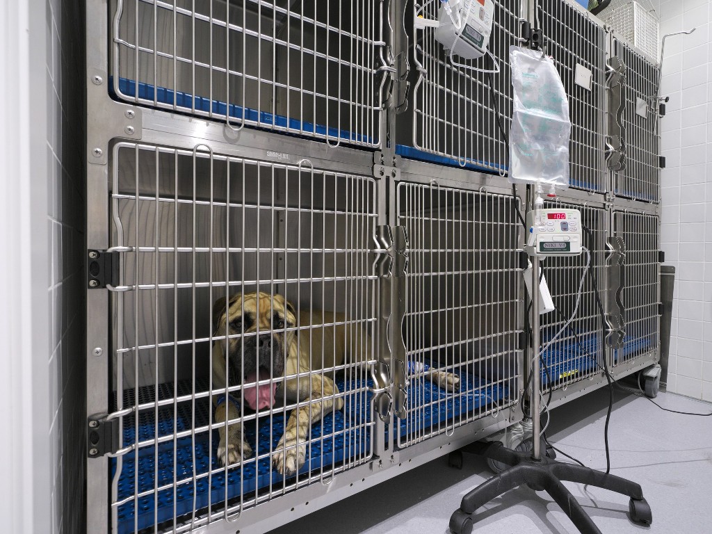 hospitalización canina clínica veterinaria covadonga