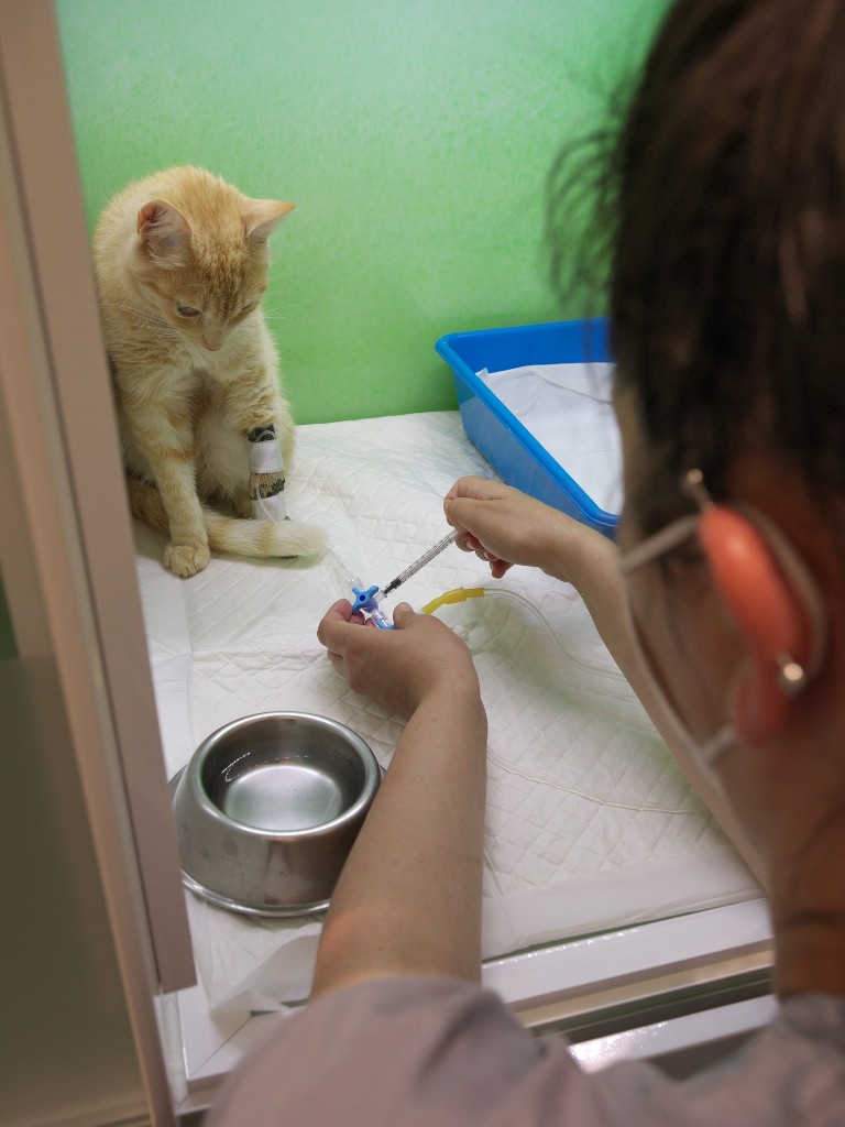 hospitalización felina en villaviciosa, asturias