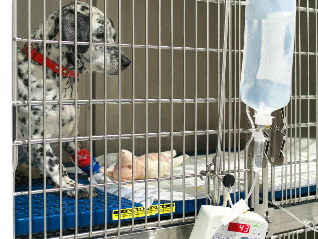 Hospitalización canina Clínica Veterinaria Covadonga