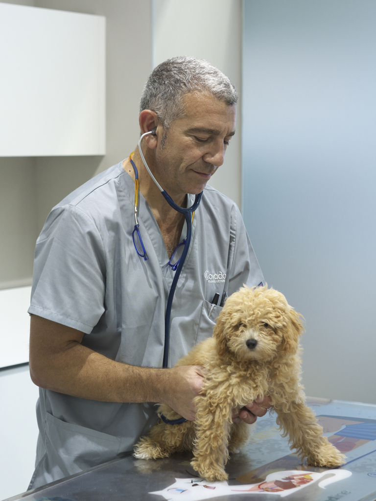 auscultado perro clínica veterinaria covadonga villaviciosa